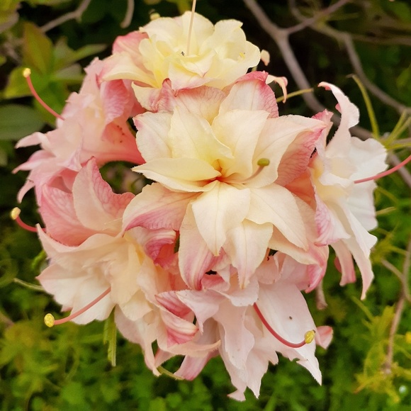 Meet your Posher, Carrie - Picture 1 of 1